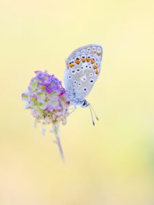 Begeisterung für die Natur und Fotografie …Fotocoaching mit Kompass und dem Fotografen Sebastian Morweiser @ Glockenbuckel Viernheim