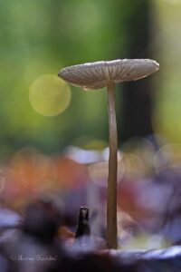 Herbstzauber durch die Linse: Gemeinsame Entdeckungsreise in die Natur